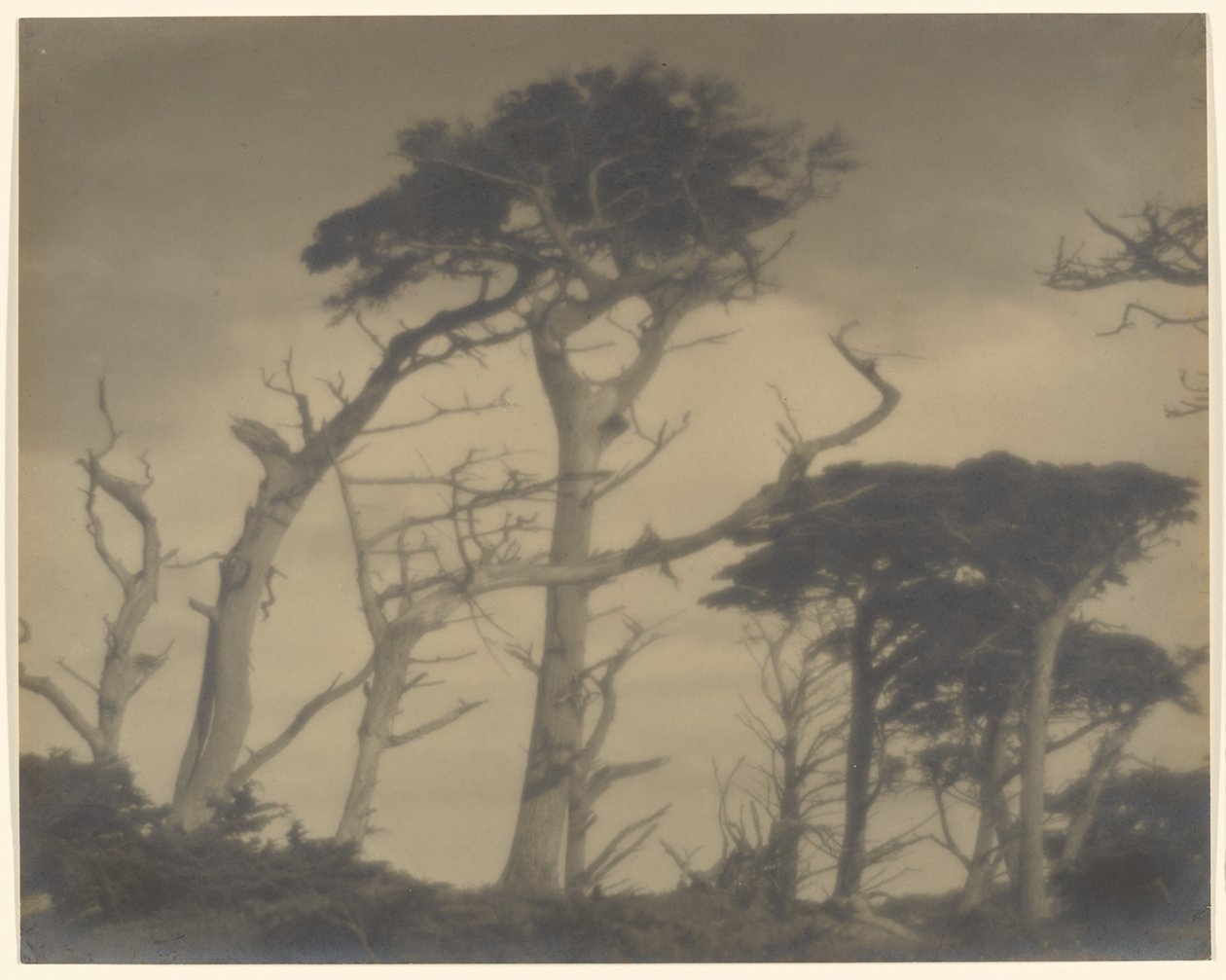Frères jumeaux - Carmel - Louis Fleckenstein
