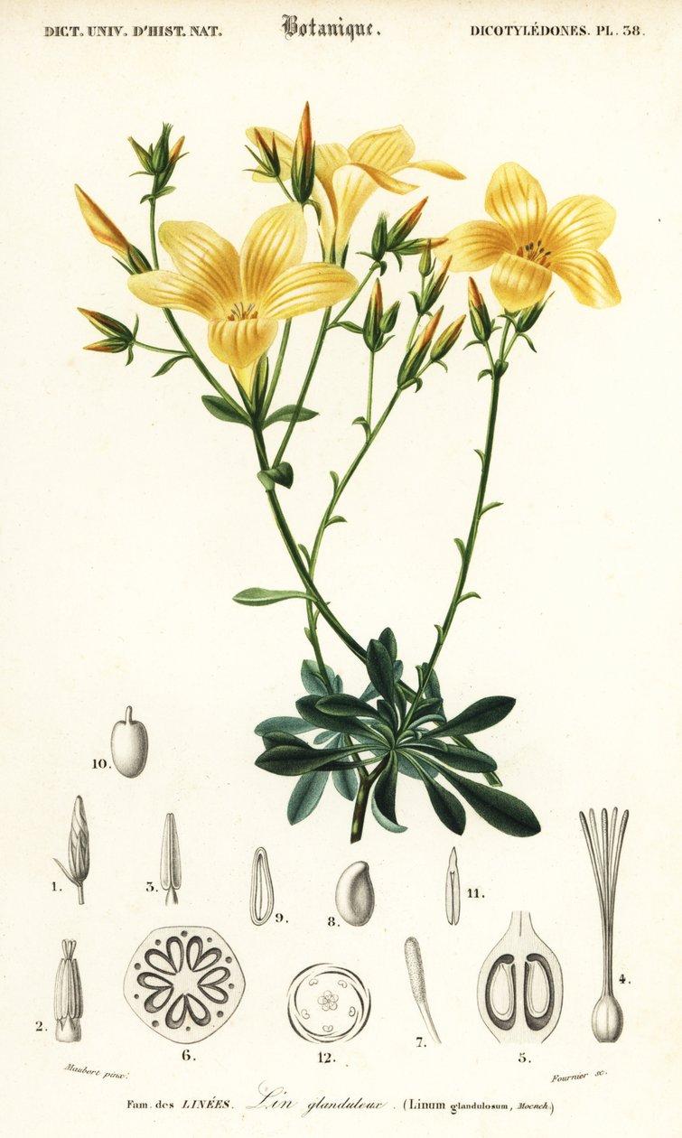 Lin, Linum campanulatum (gravure) - Louis Joseph Edouard Maubert