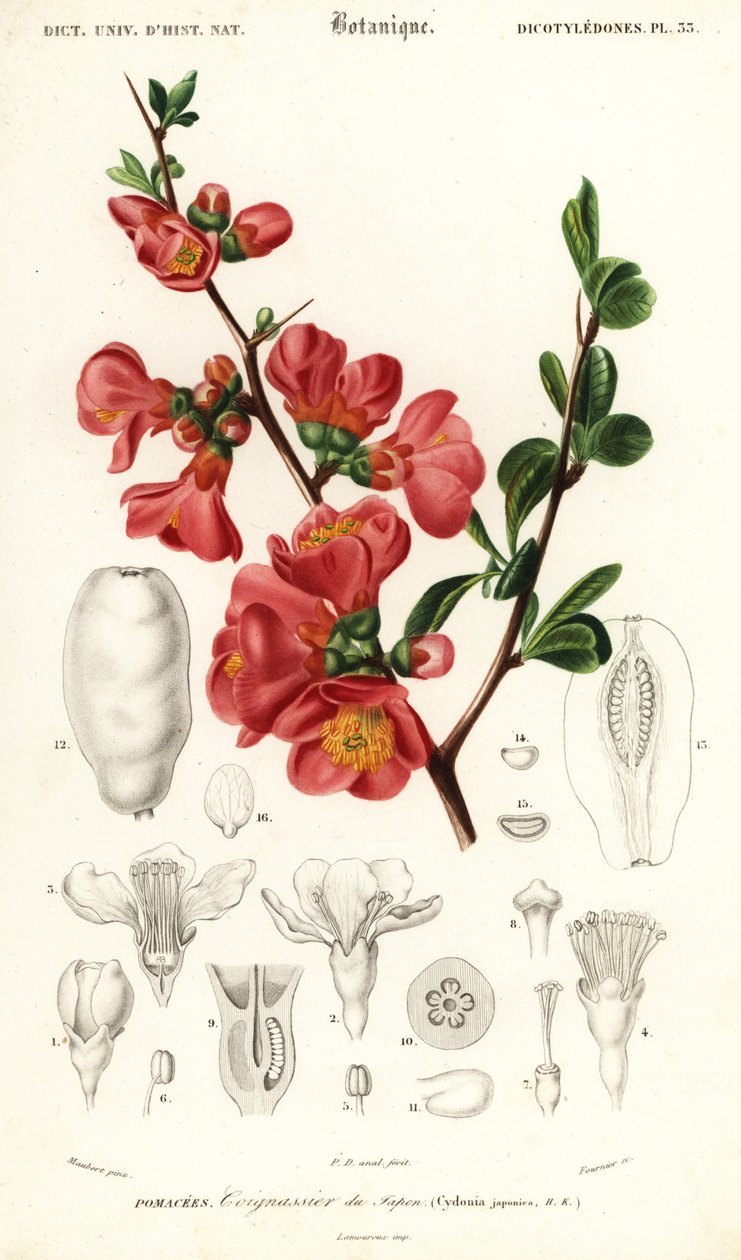 Cognassier du Japon, Chaenomeles japonica - Louis Joseph Edouard Maubert