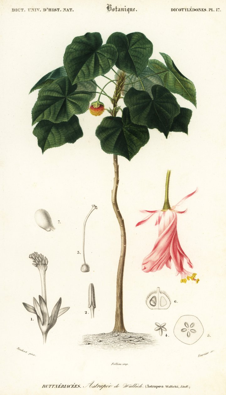 Dombeya wallichii (gravure) - Louis Joseph Edouard Maubert