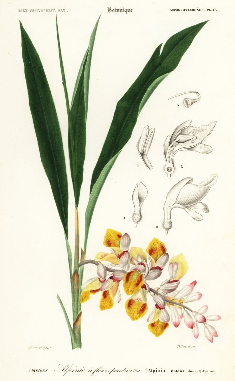 Fleur de coquillage, Alpinia nutans - Louis Joseph Edouard Maubert