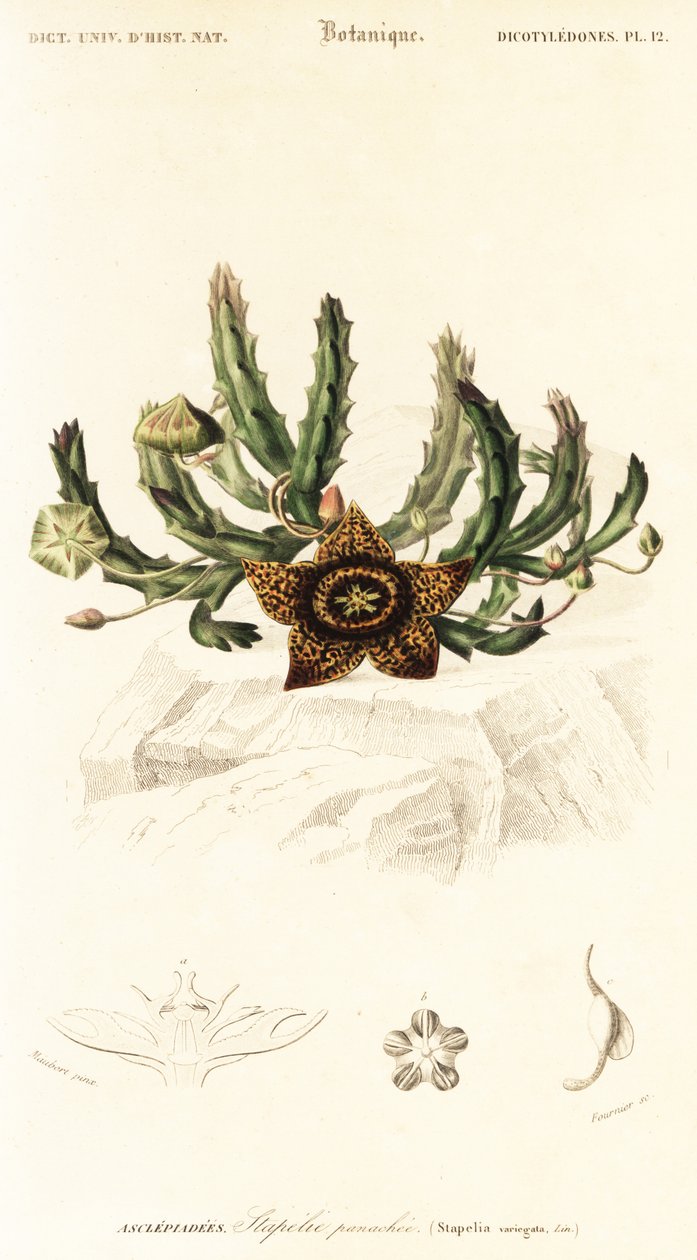 Fleur étoilée, Orbea variegata (gravure) - Louis Joseph Edouard Maubert