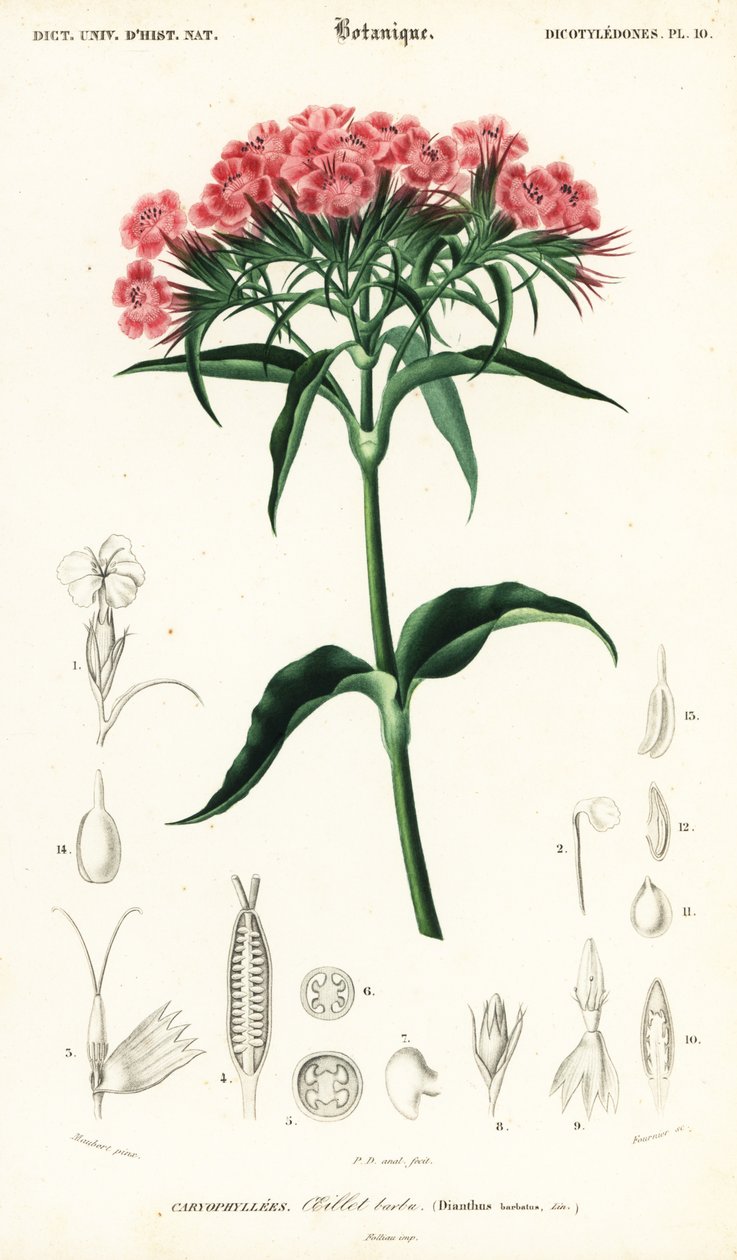 Œillet de poète, Dianthus barbatus (gravure) - Louis Joseph Edouard Maubert