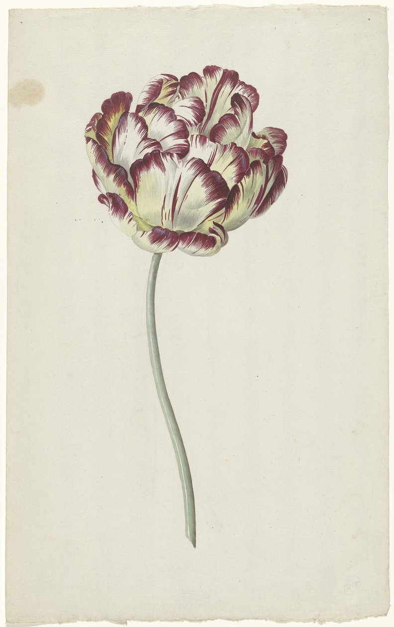 Tulipe - Louis Moritz