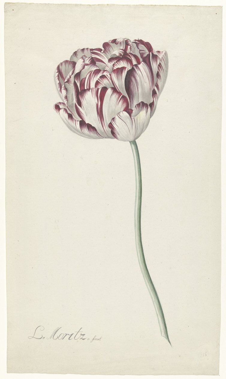 Tulipe - Louis Moritz