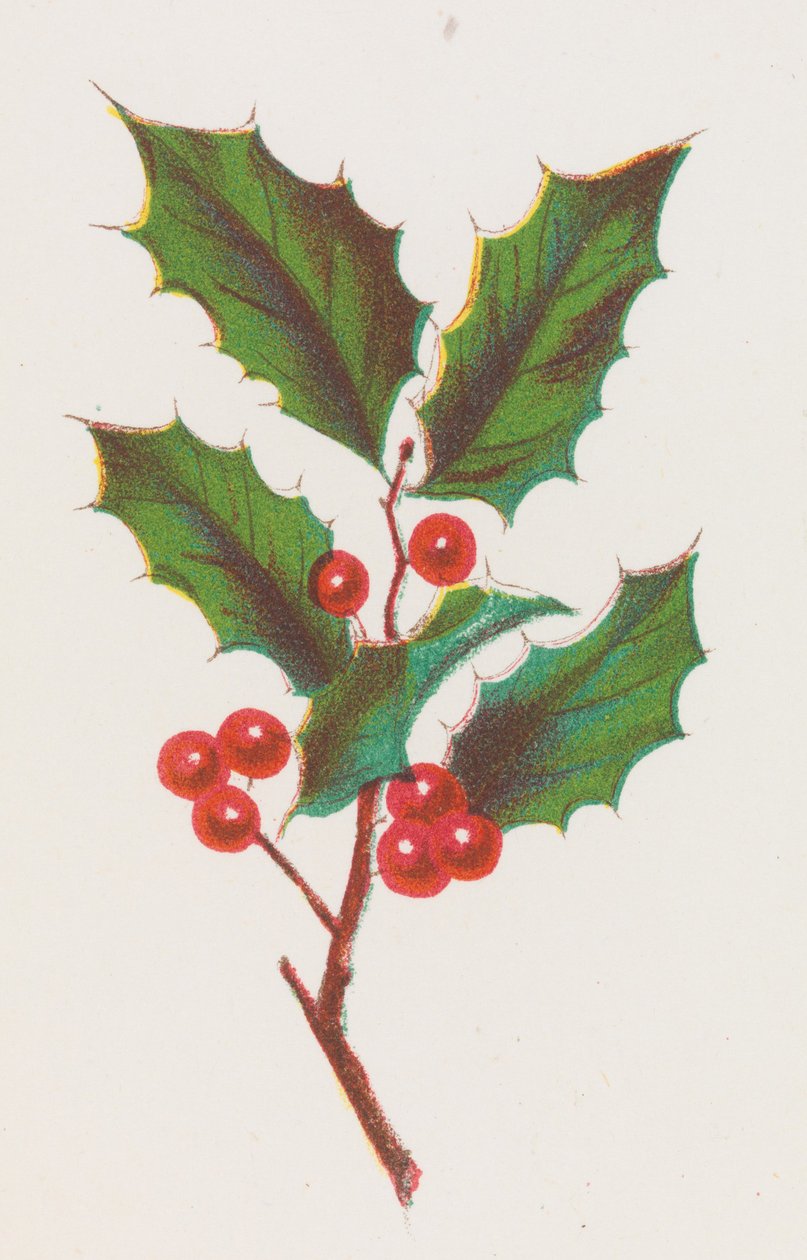 Houx - Louis Prang