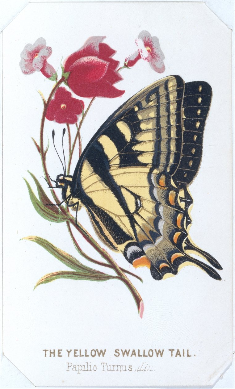 Le Papillon jaune, 1860 - Louis Prang