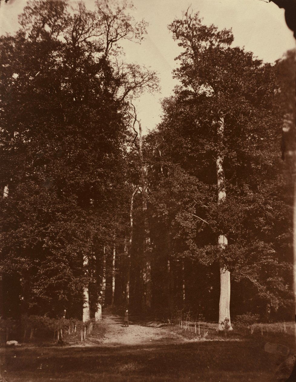 Forest at Saint-Cloud,1859-1860 (photo) - Louis Rémy Robert