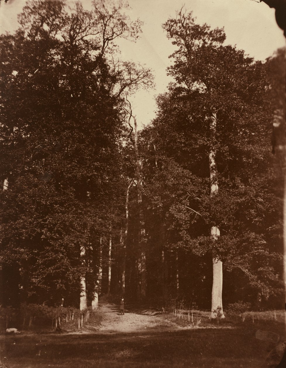 Forêt à Saint-Cloud - Louis Rémy Robert