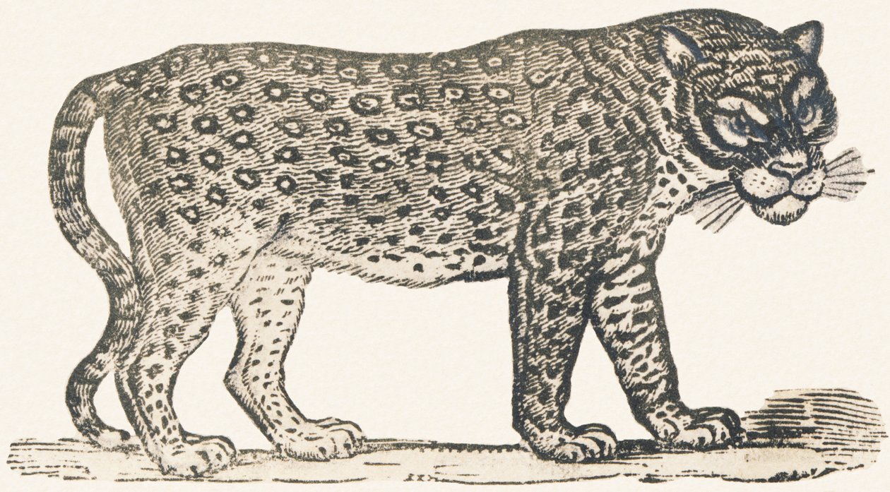 Tigre - Louis Simon (1810 1870) Lassalle