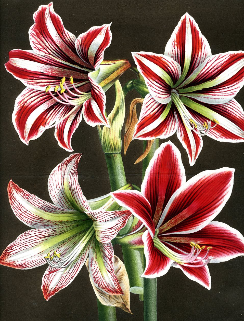 AMARYLLIS HIPPEASTRA (gravure) - Louis Van Houtte