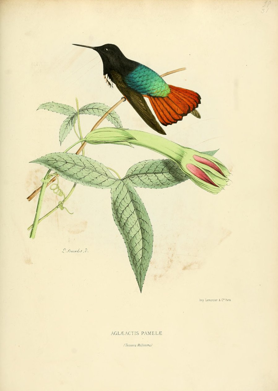 Aglaeactis pamelae - Louis Victor Bevalet