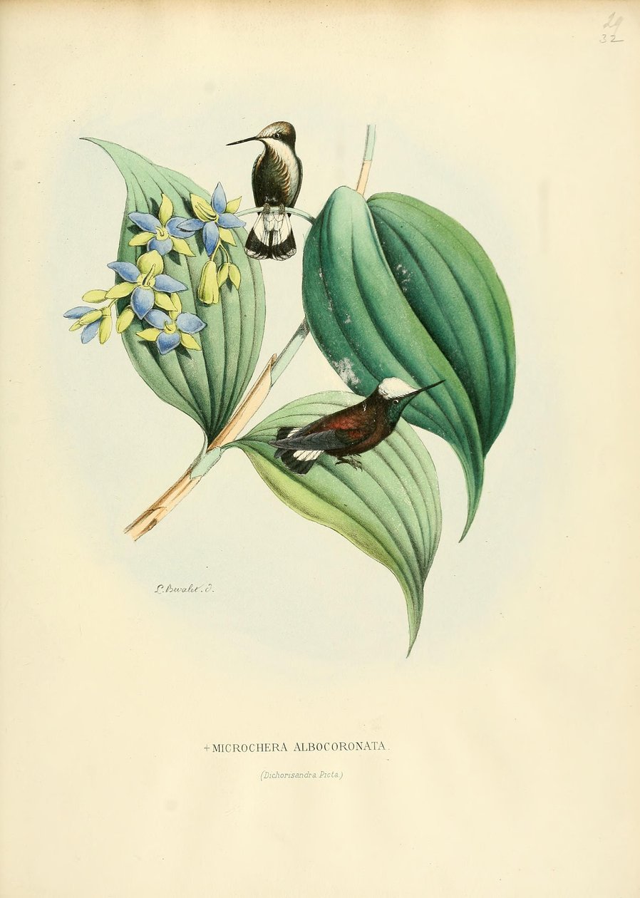 Microchera albocoronata - Louis Victor Bevalet