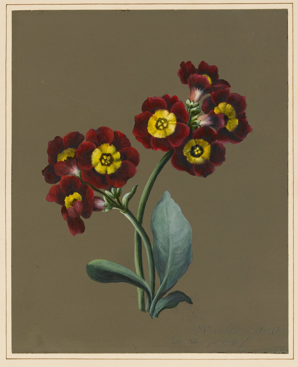 Primevère rouge, 1830 - Louise DOrleans