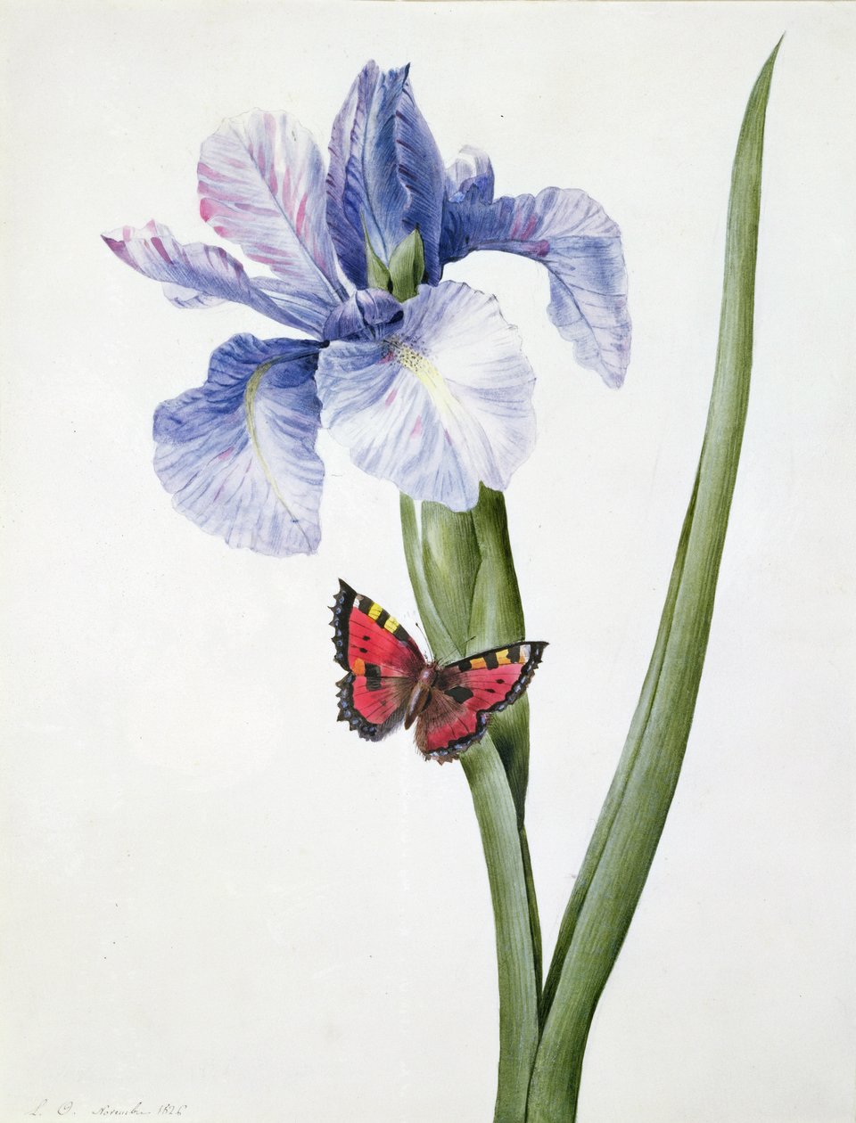 f.10 Iris bleu avec papillon (Spuria), 1826 - Louise DOrleans
