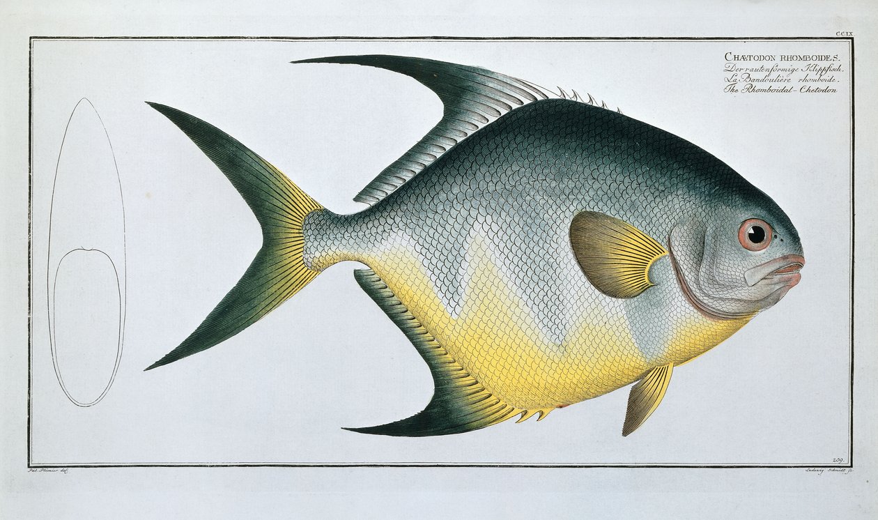 Chetodon rhomboïdal - Ludwig Schmidt