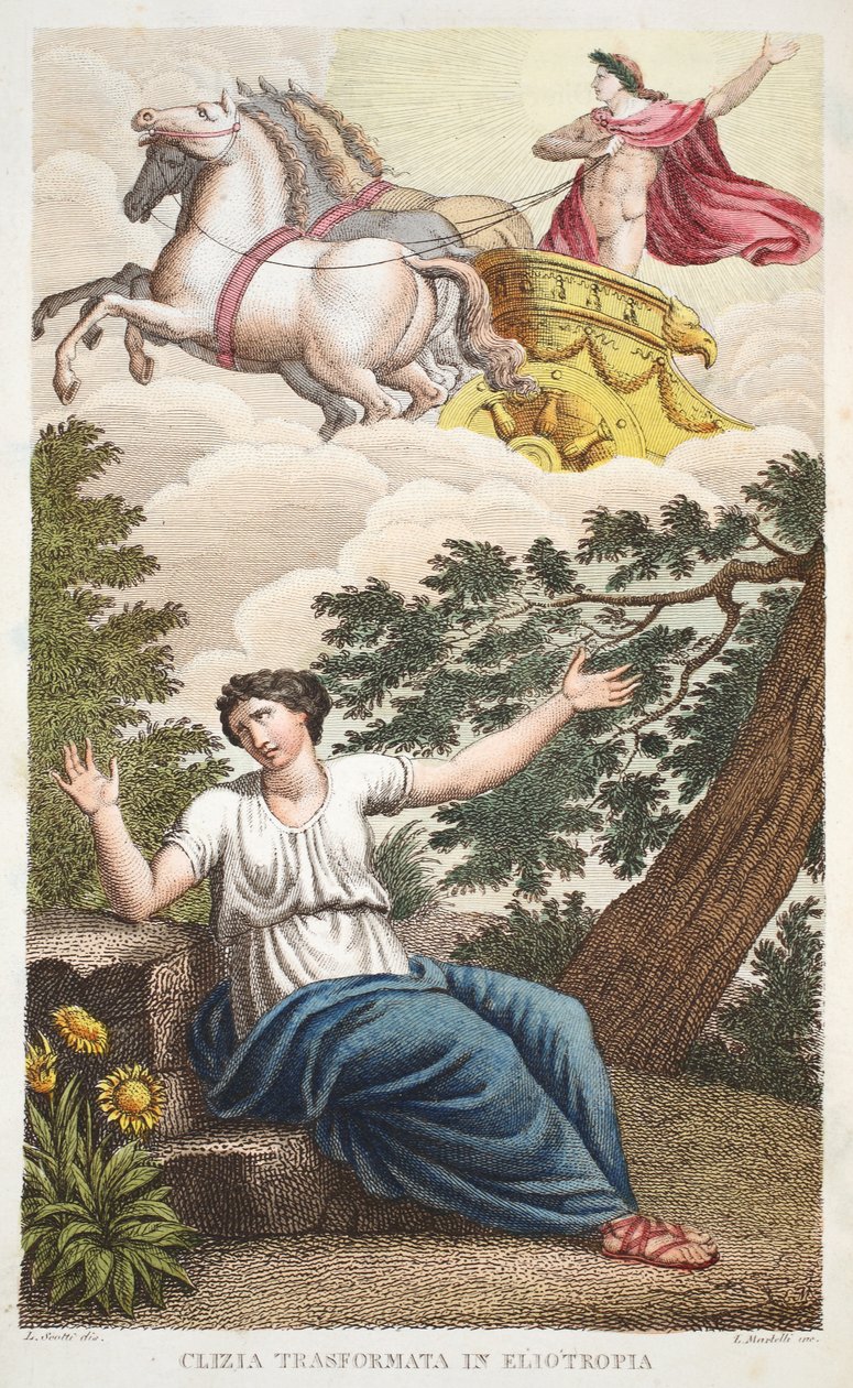 Clytie en fleur ou Clizia Transformata en Eliotropia, Livre IV, illustration des Métamorphoses d