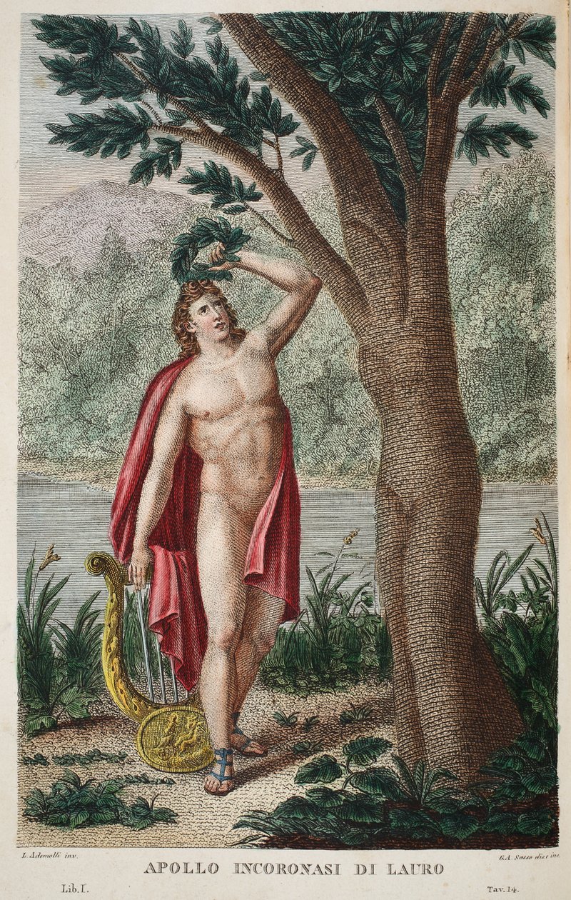 Daphné en laurier ou Apollon couronné de laurier, illustration des Métamorphoses d