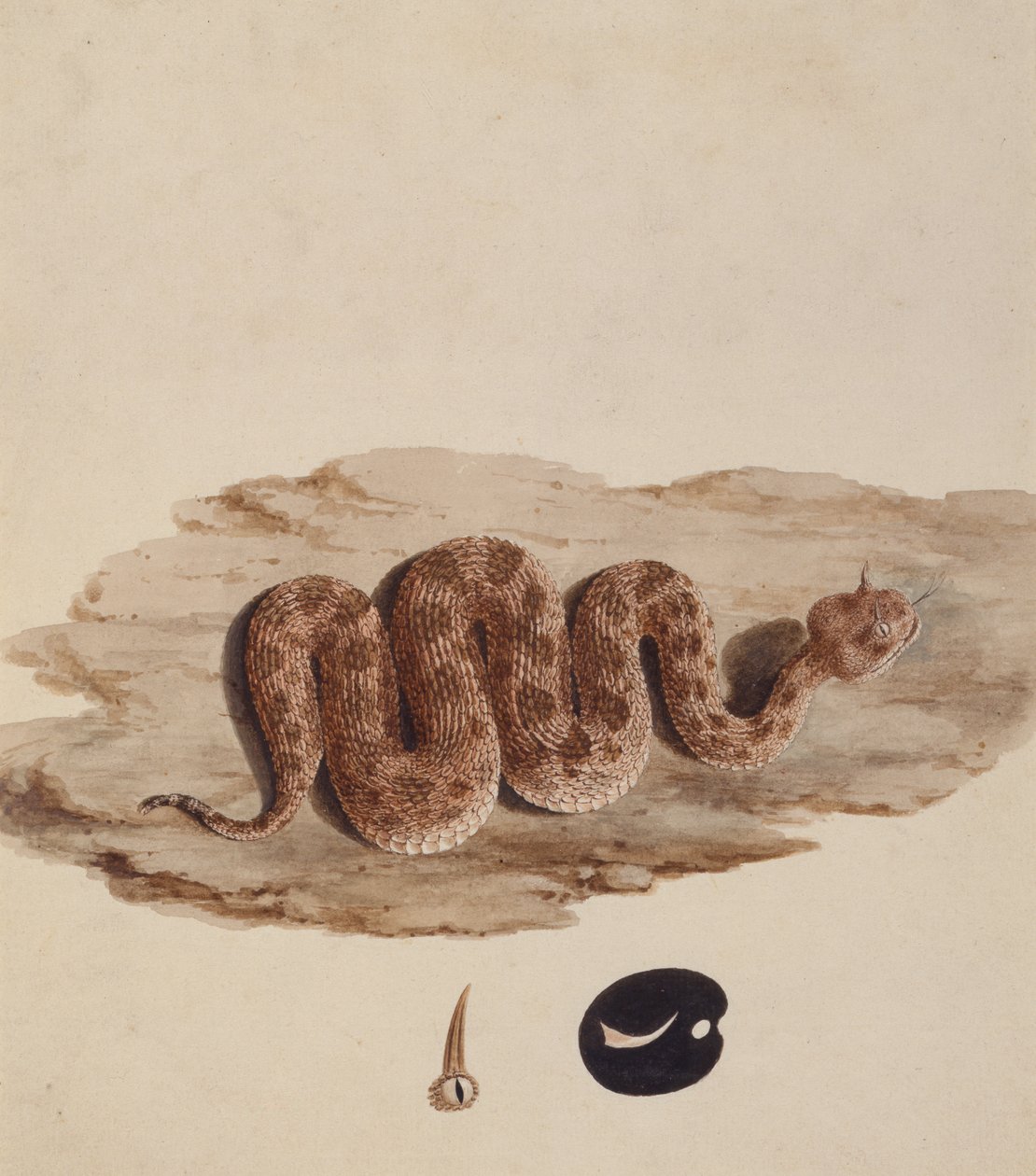 Cerastes : Numéro Un (un serpent) - Luigi Balugani