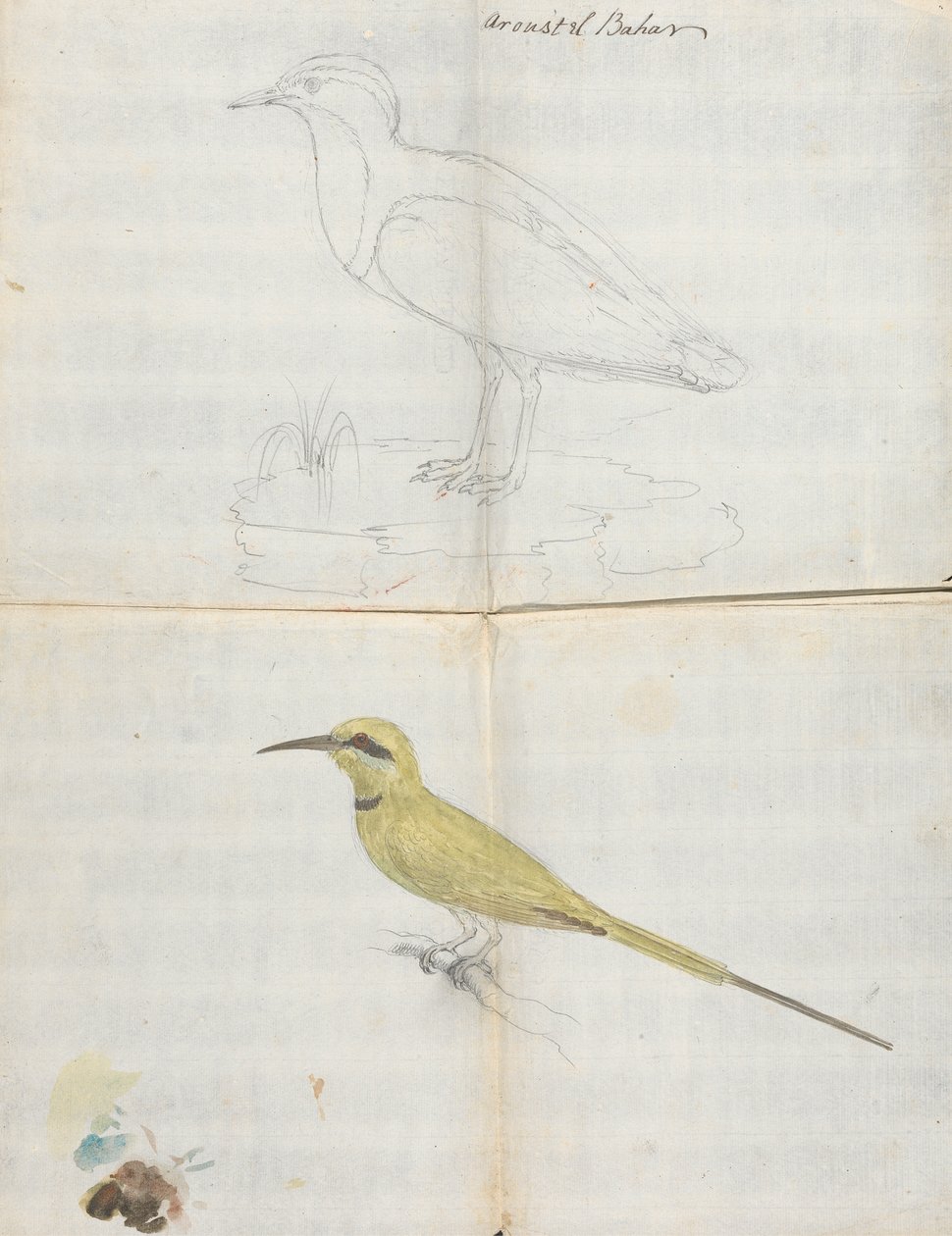 2 oiseaux "Aroust el Bahar" - Luigi Balugani