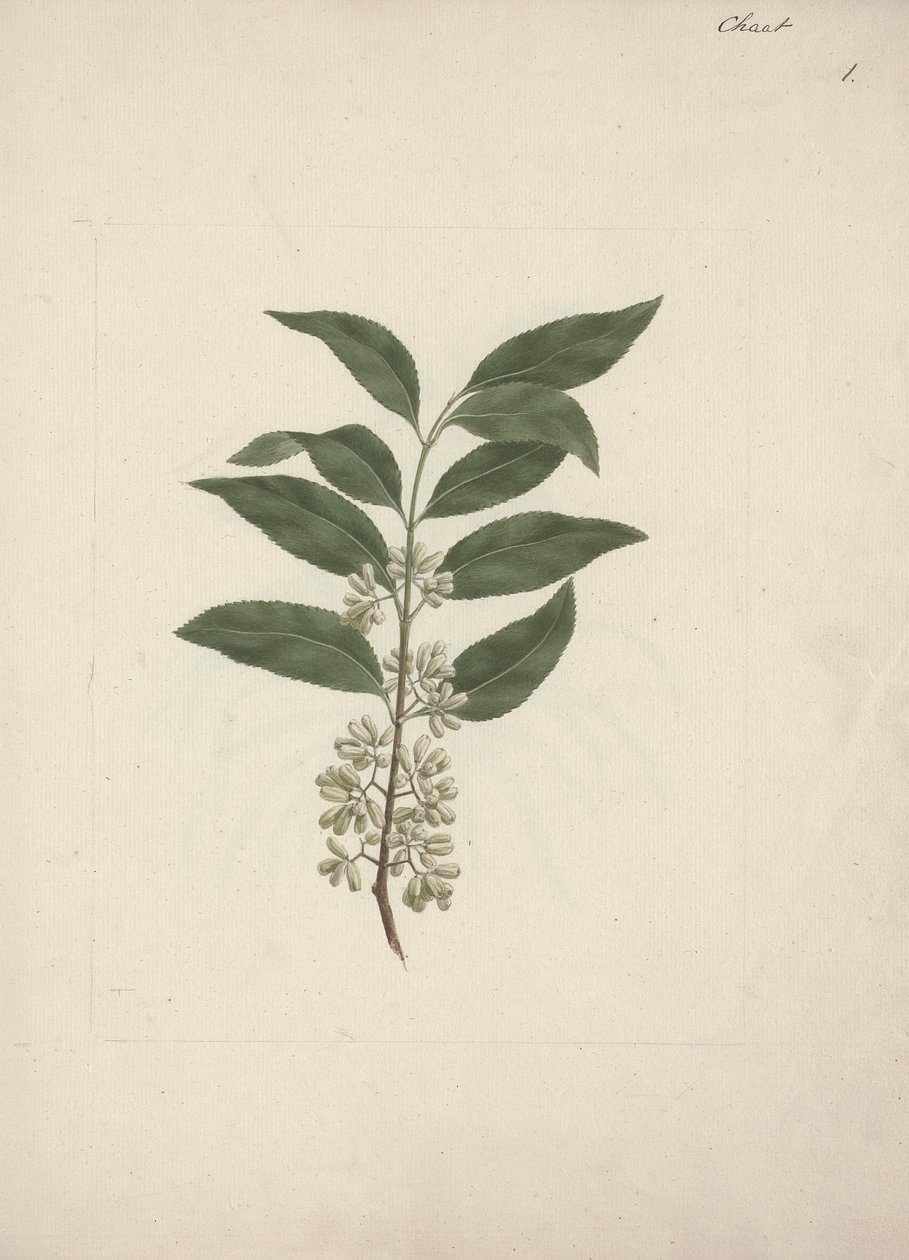 Catha edulis Forssk. (Khath) : dessin fini - Luigi Balugani