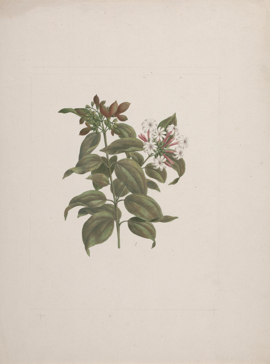 Jasminum dichotomun Vahl (jasmin africain) : dessin fini - Luigi Balugani