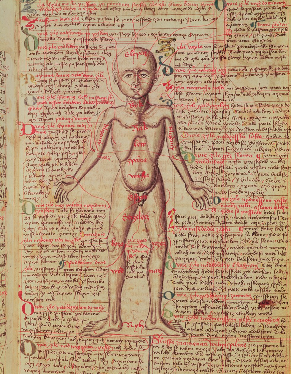 Anatomie du corps humain, de 