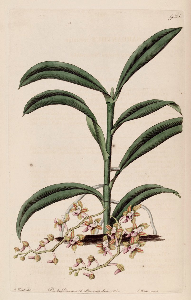 Illustration de Cleisostoma recurvum (comme syn. Sarcanthus rostratus) - M. Hart
