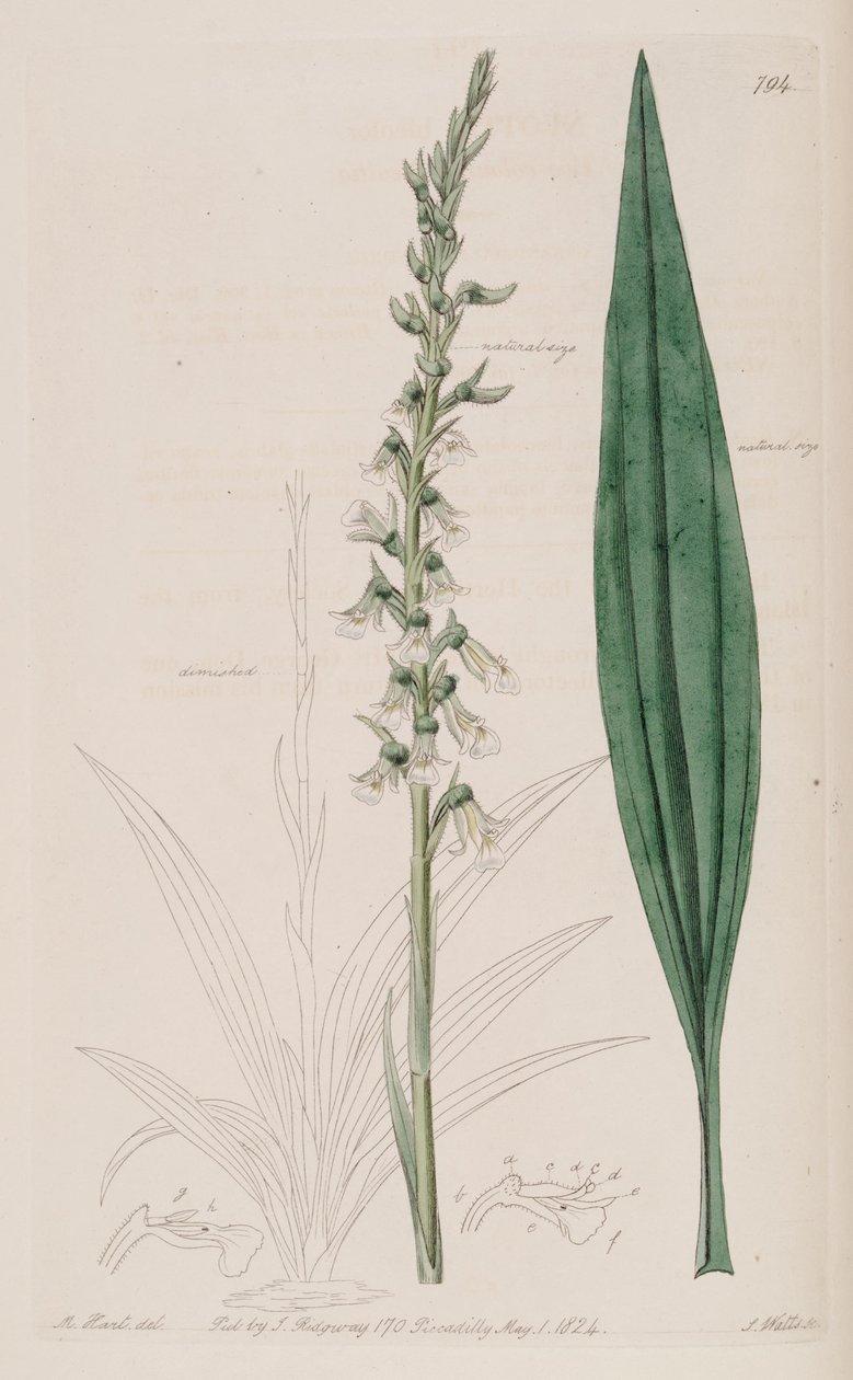 Illustration de Cyclopogon bicolor (comme syn. Neottia bicolor) - M. Hart