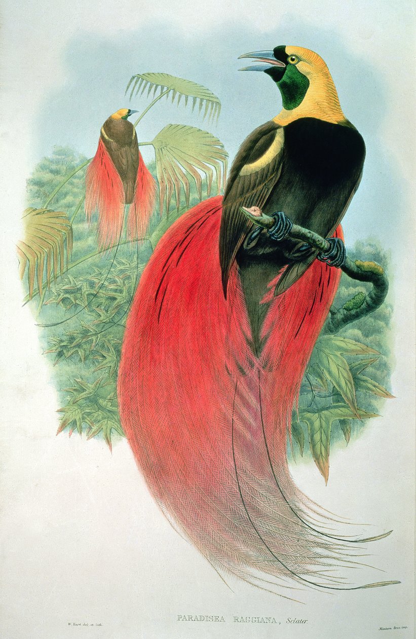 Paradisaea Raggiana - M. Hart