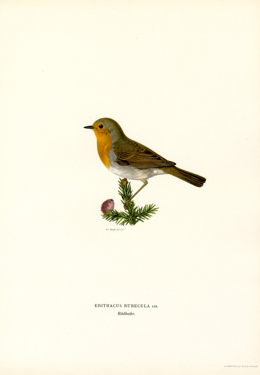Rouge-gorge - Magnus Ferdinand and Wilhelm von Wright