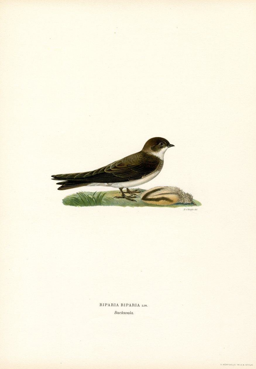 Hirondelle de rivage (lithographie en couleur) - Magnus Ferdinand and Wilhelm von Wright
