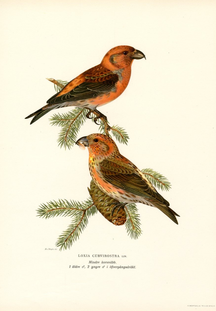 Bec-croisé (lithographie en couleur) - Magnus Ferdinand and Wilhelm von Wright