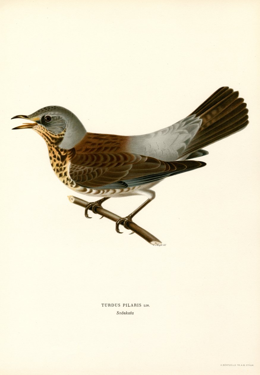Grive litorne (lithographie en couleur) - Magnus Ferdinand and Wilhelm von Wright