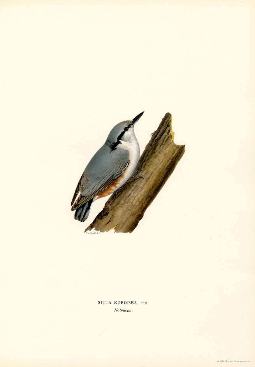 Sittelle - Magnus Ferdinand and Wilhelm von Wright