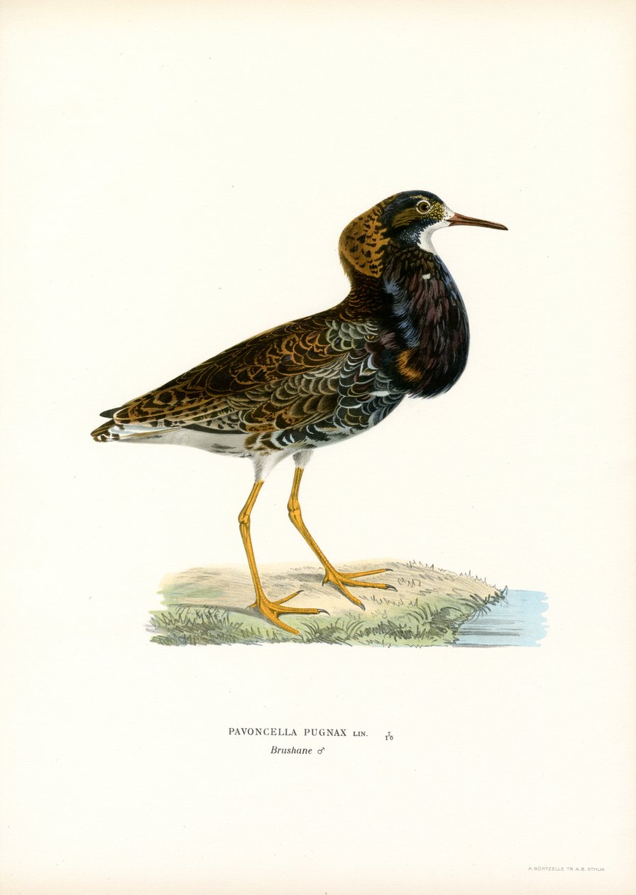 Combattant varié - Magnus Ferdinand and Wilhelm von Wright