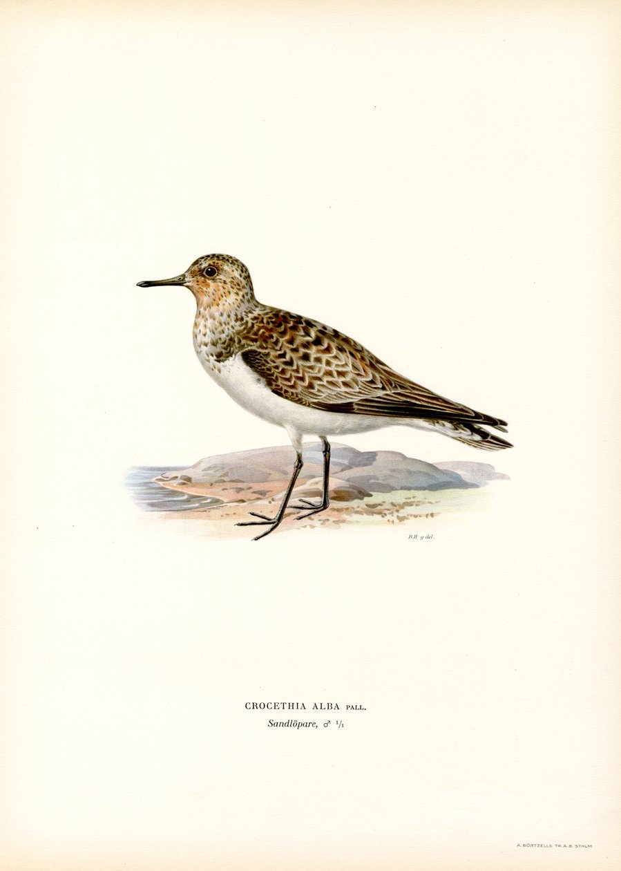 Bécasseau sanderling - Magnus Ferdinand and Wilhelm von Wright