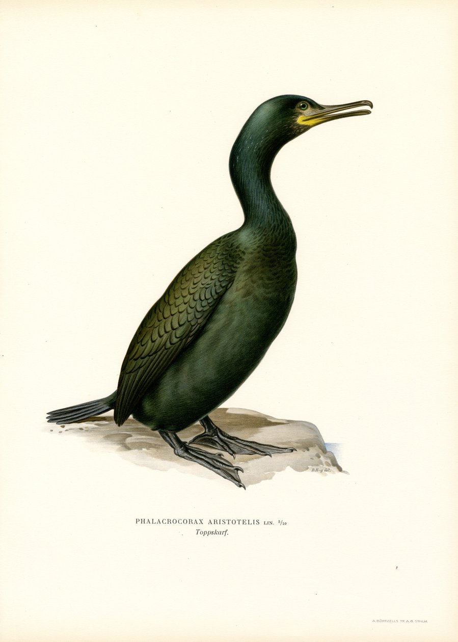 Cormoran huppé - Magnus Ferdinand and Wilhelm von Wright