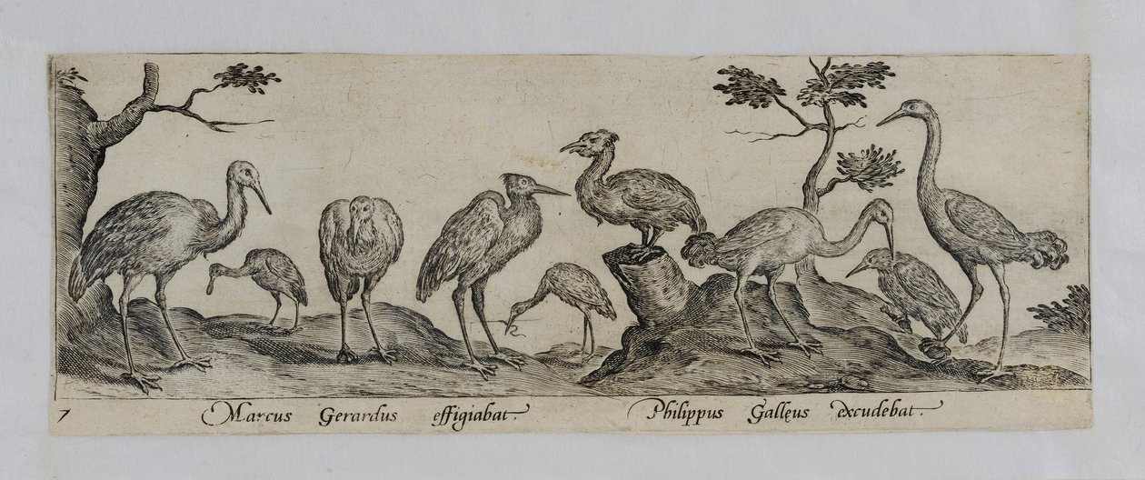 Gravure de maître ancien - Marcus Gheeraerts