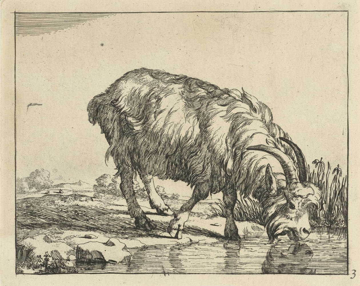 Chèvre buvant - Marcus de Bye