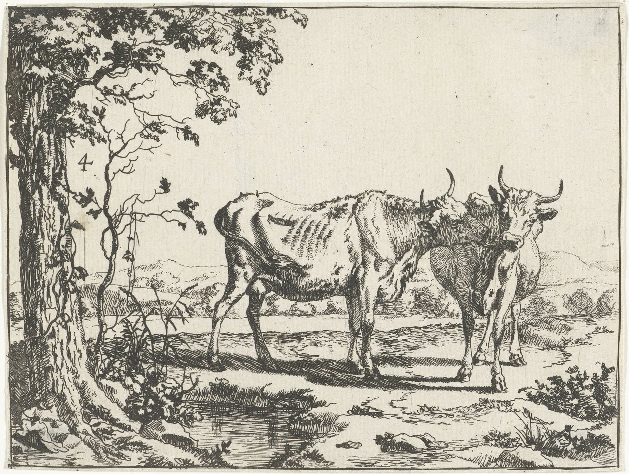 Deux vaches se léchant - Marcus de Bye