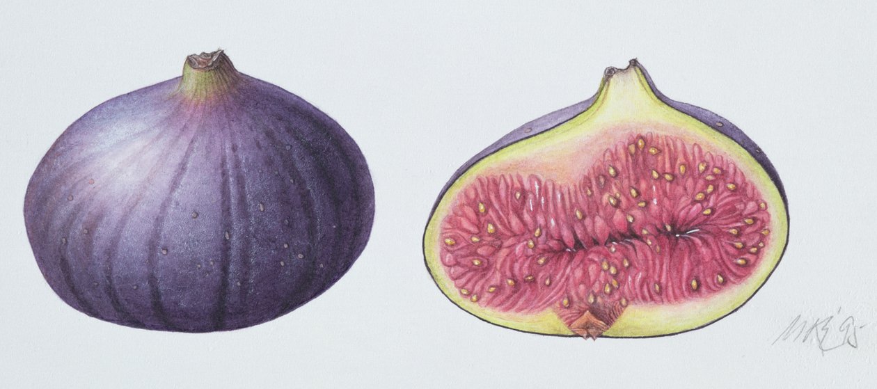 Figues, 1995 - Margaret Ann Eden