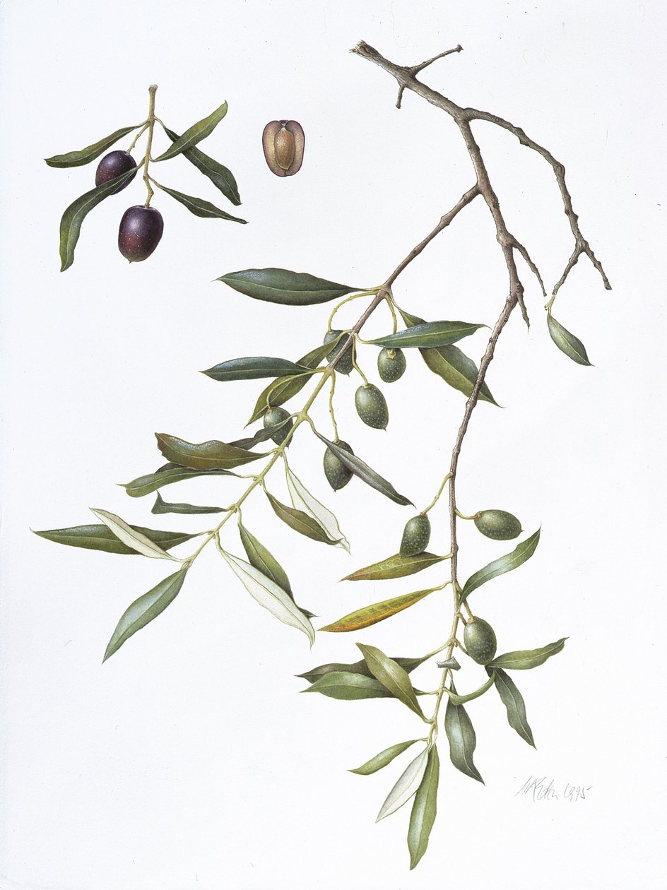 Olive, 1995 - Margaret Ann Eden