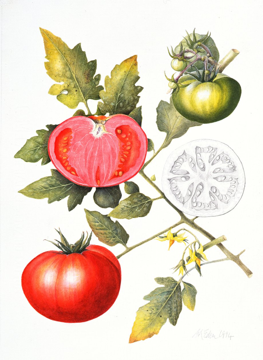 Tomates, 1994 - Margaret Ann Eden