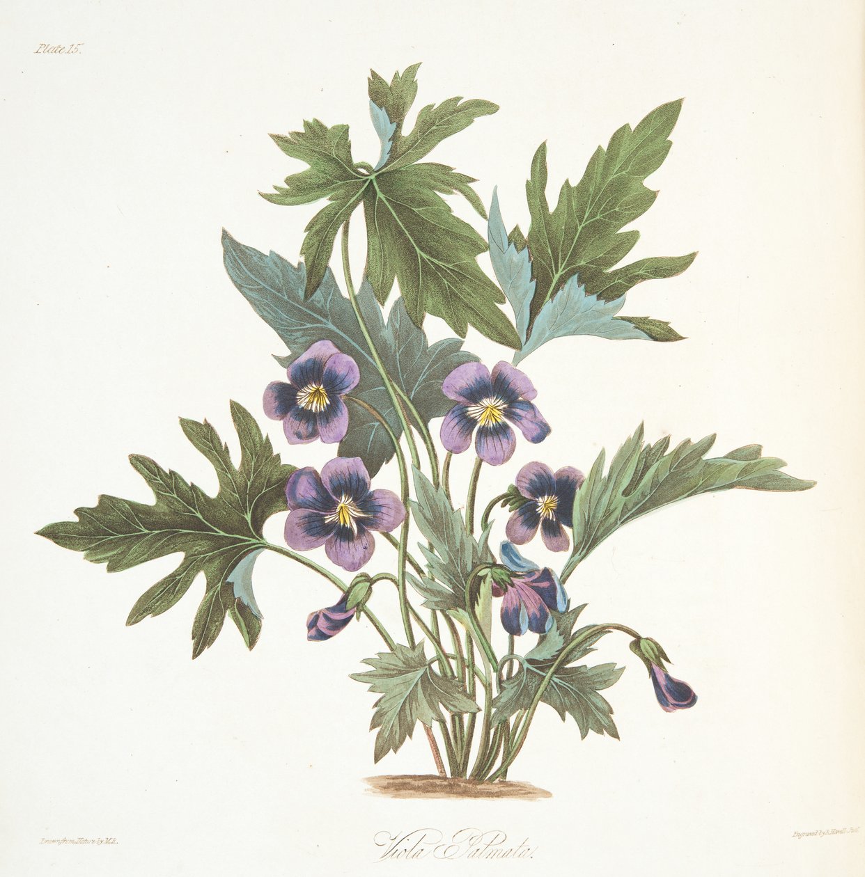 Violette à feuilles palmées, de Illustrations florales des saisons - Margaret Roscoe