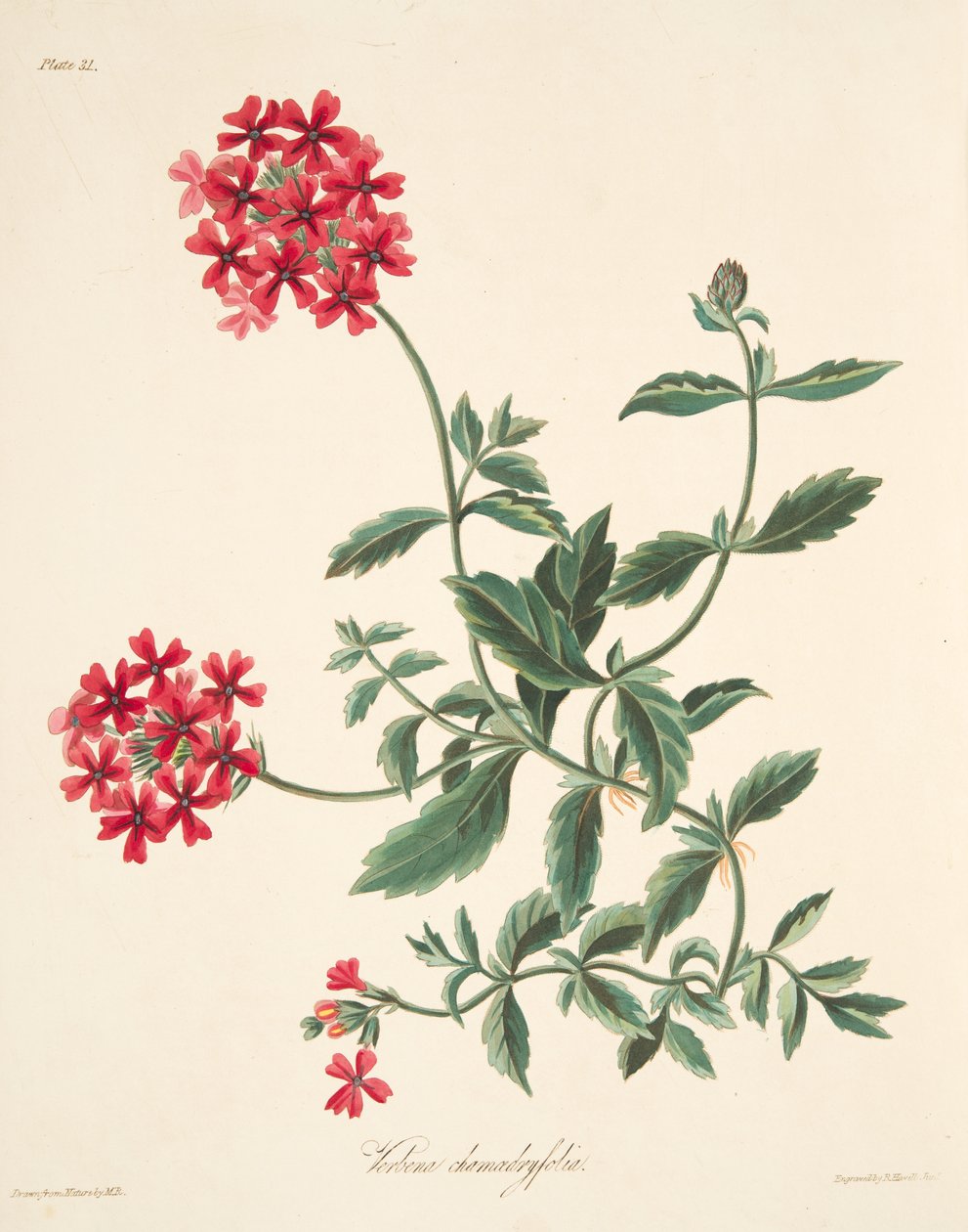 Verveine à fleurs écarlates, de Illustrations florales des saisons, pub. 1829 - Margaret Roscoe