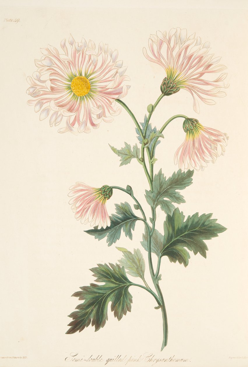 Chrysanthème Rose Semi-double, des Illustrations Florales des Saisons, pub. 1829 - Margaret Roscoe
