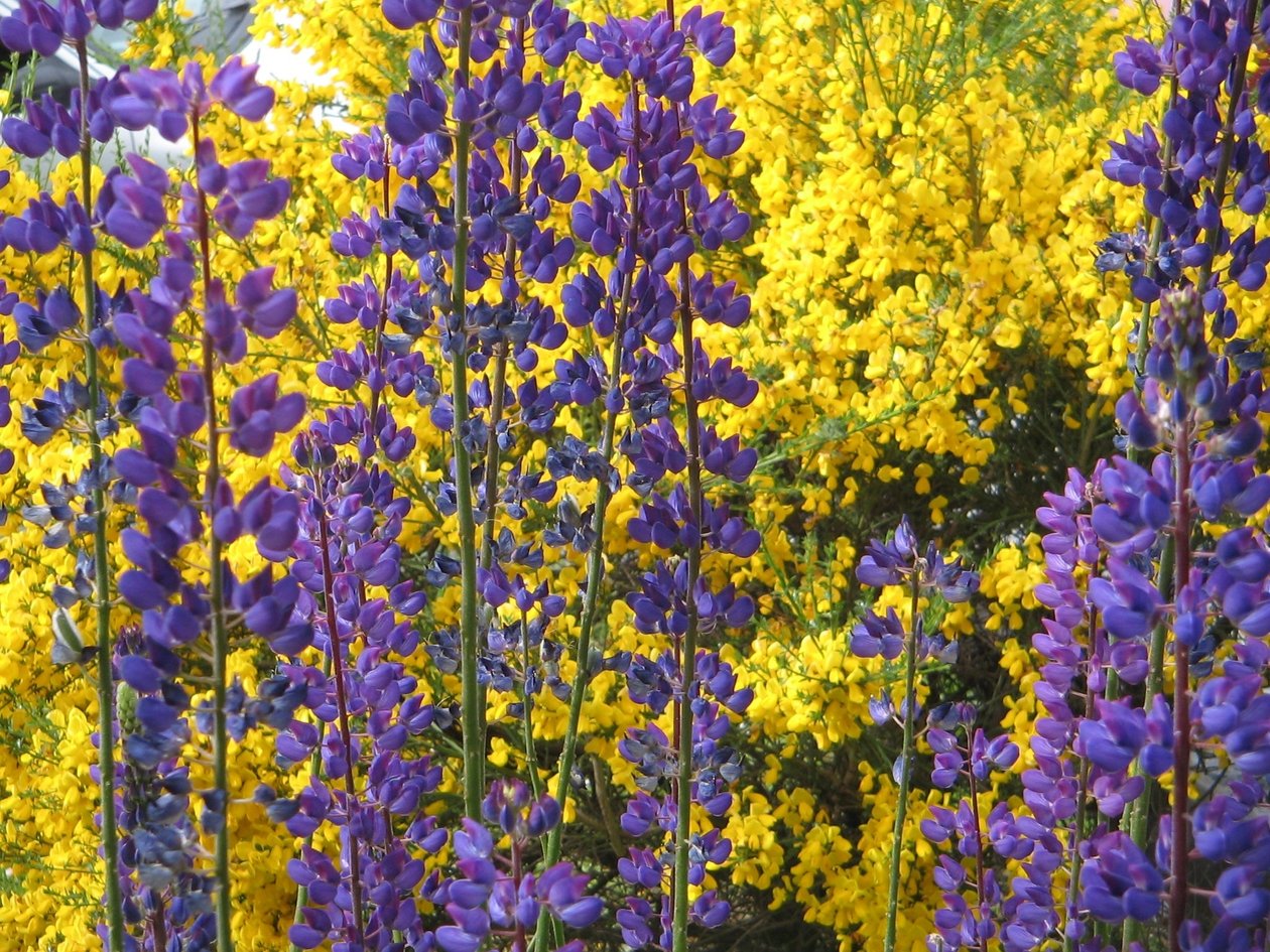 Lupins sur la Terre de Feu - Margareta Uliarte