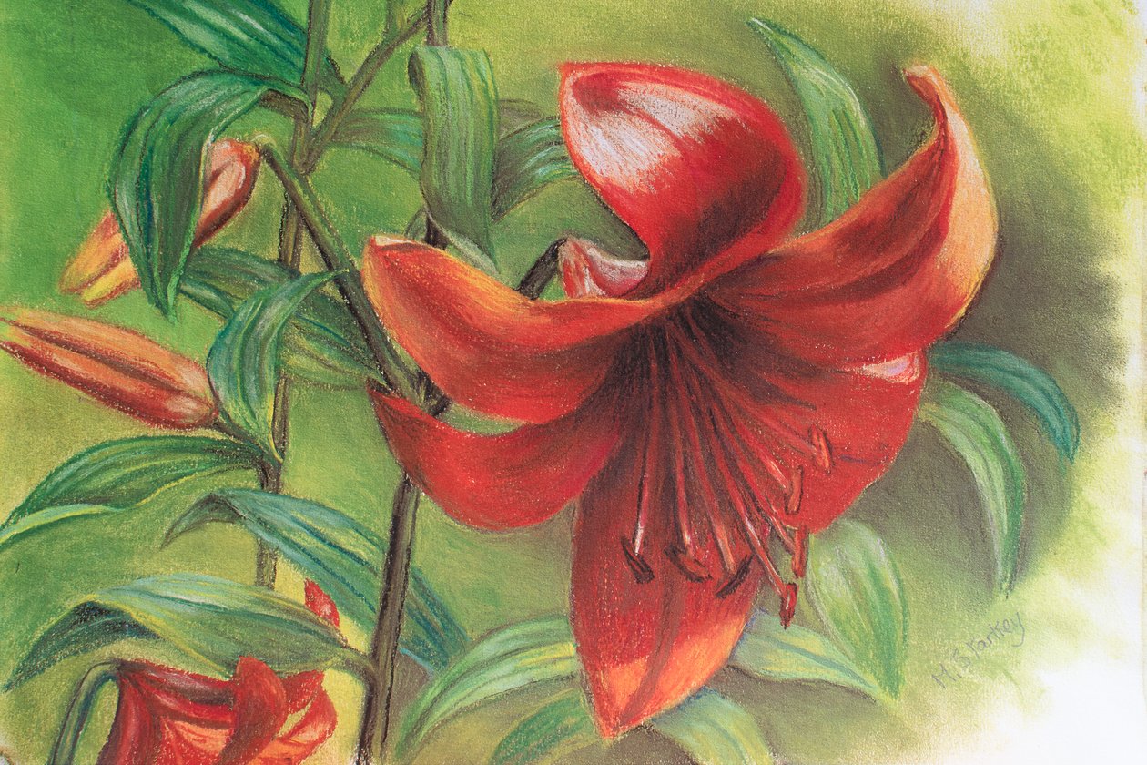 Lilium, 2017 - Margo Starkey
