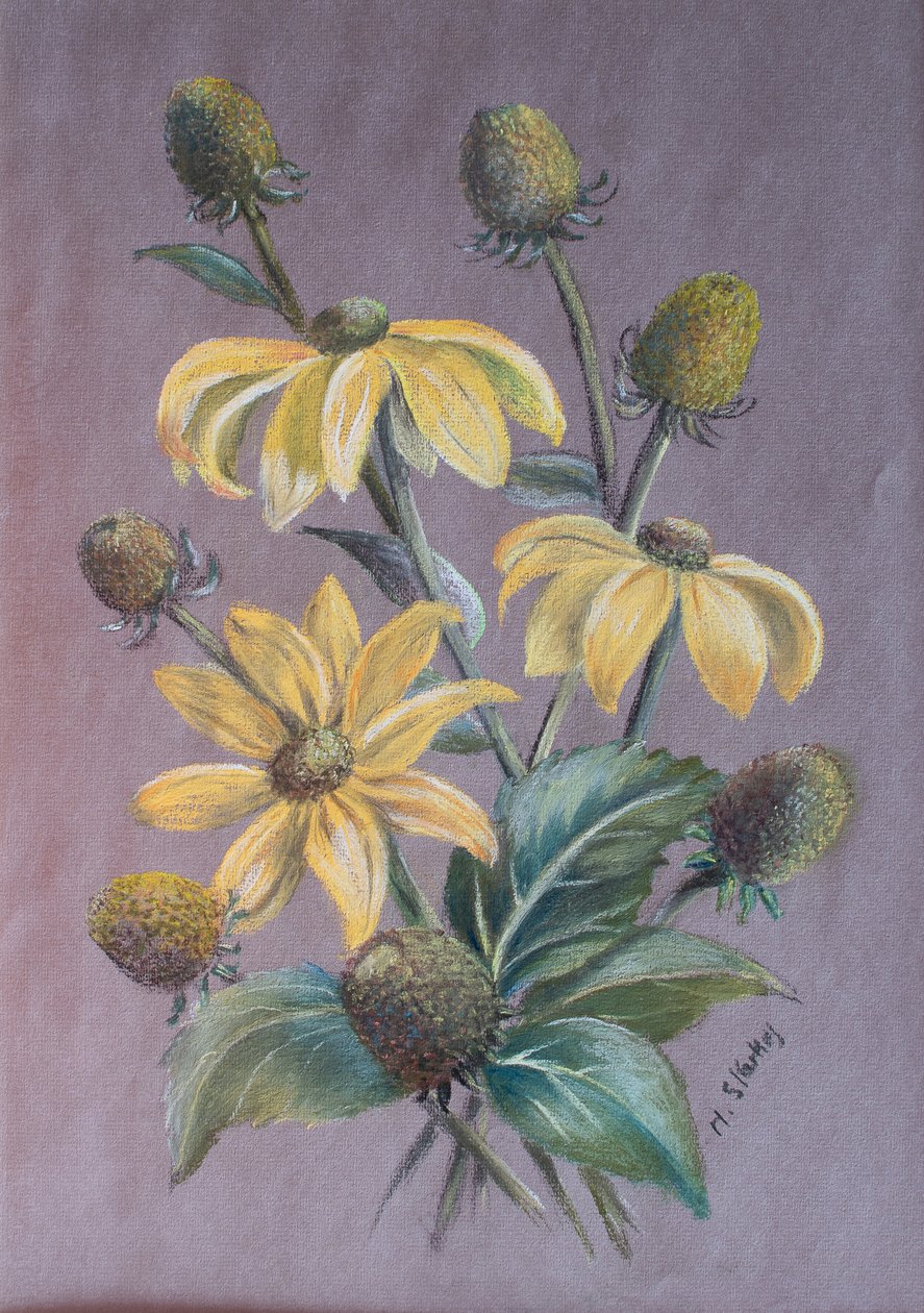 Rudbeckia, 2014 - Margo Starkey